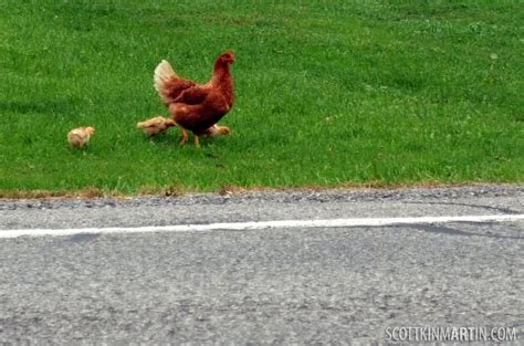 Descubre el Misterio detrás del Juego de Azar de la Ruta del Pollo en España in Spain