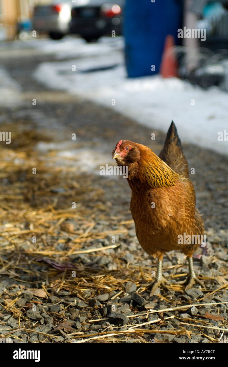 Chicken road casino, chicken road