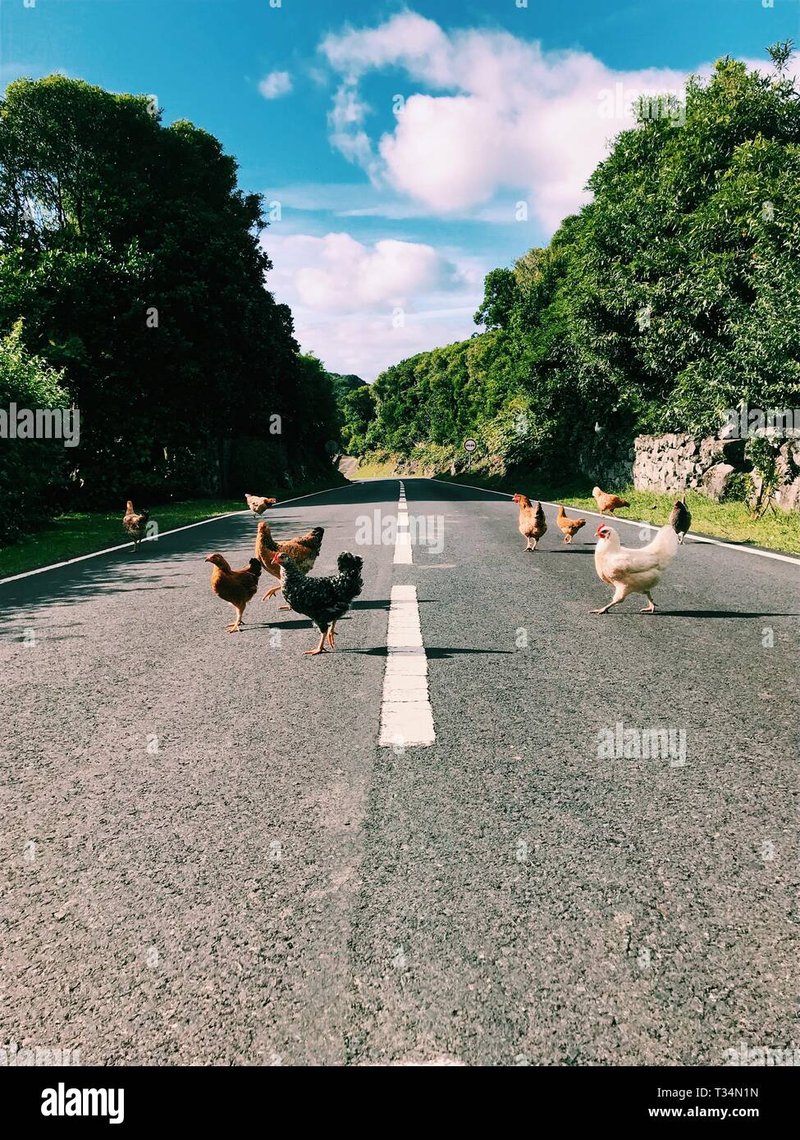 Conoce las reglas del juego de azar en la famosa Chicken Road España, chicken road oficial